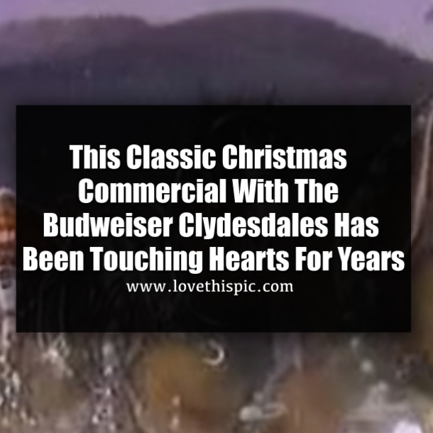 This Classic Christmas Commercial With The Budweiser Clydesdales Has Been Touching Hearts For Years