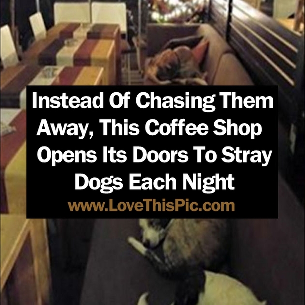 This Coffee Shop Opens Its Doors At Night So Stray Dogs Have A Place To Sleep