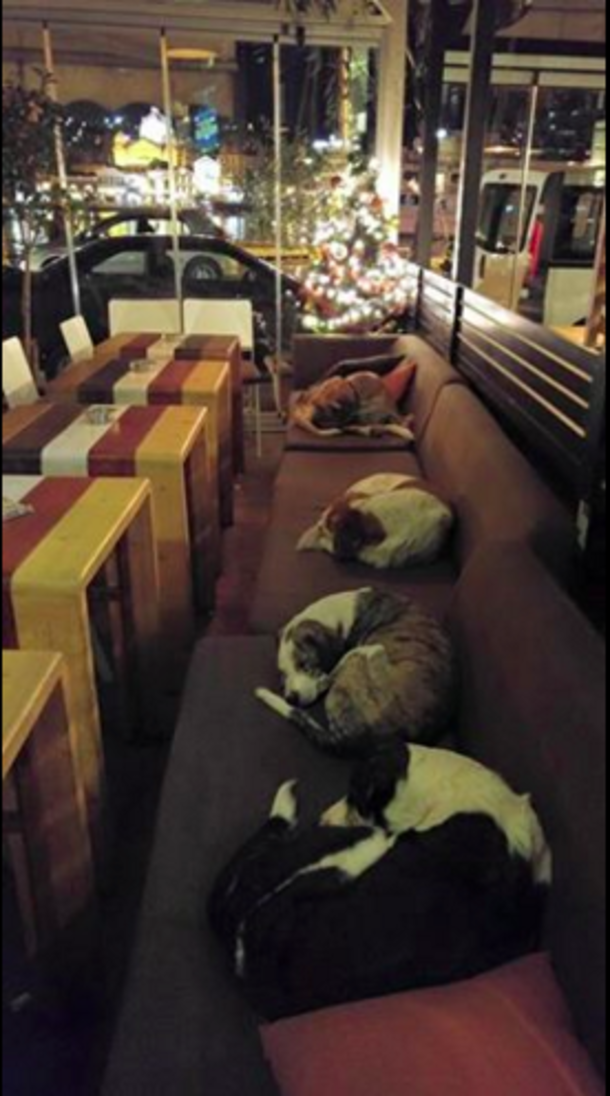 This Coffee Shop Opens Its Doors At Night So Stray Dogs Have A Place To Sleep - picture 2