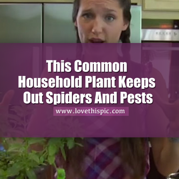 This Common Household Plant Keeps Out Spiders And Pests