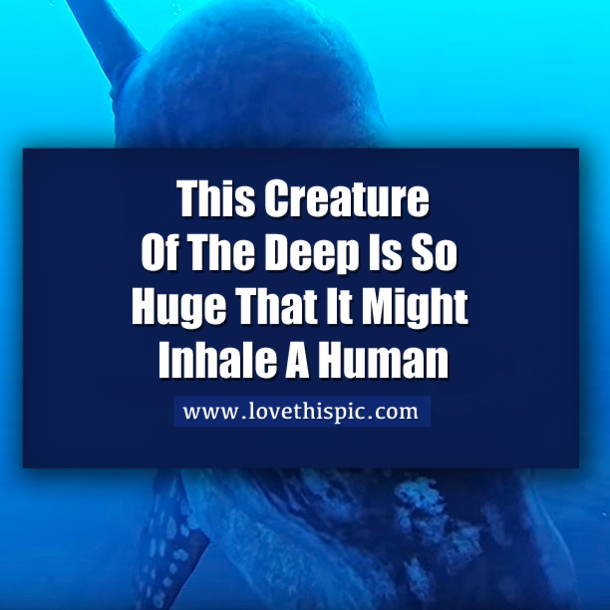 This Creature Of The Deep Is So Huge That It Might Inhale A Human