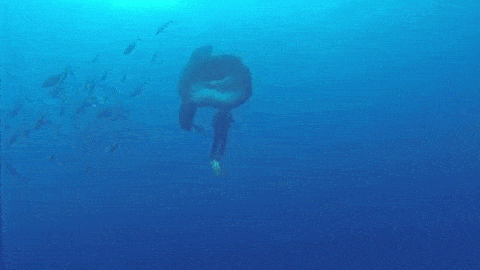 This Creature Of The Deep Is So Huge That It Might Inhale A Human - picture 2