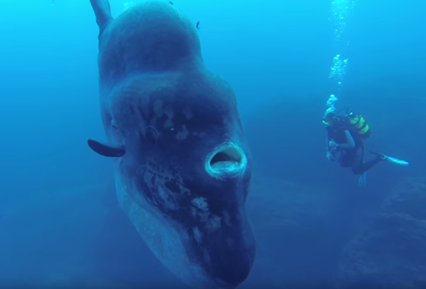 This Creature Of The Deep Is So Huge That It Might Inhale A Human - picture 3