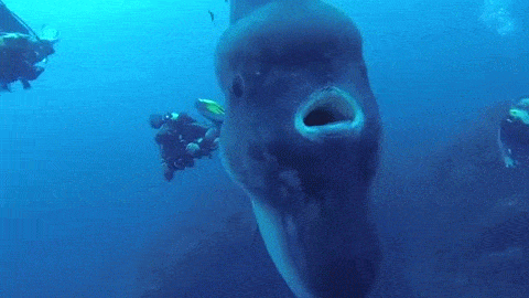 This Creature Of The Deep Is So Huge That It Might Inhale A Human - picture 4