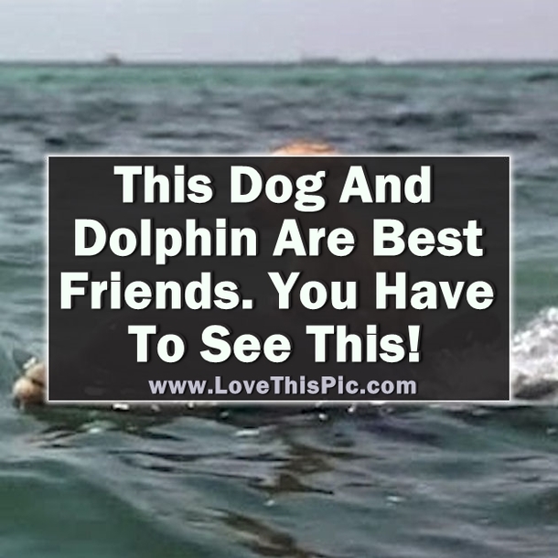 This Dog And Dolphin Are Best Friends. You Have To See This!