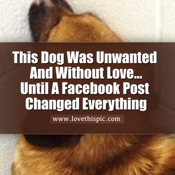 This Dog Was Unwanted And Without Love...Until A Facebook Post Changed Everything