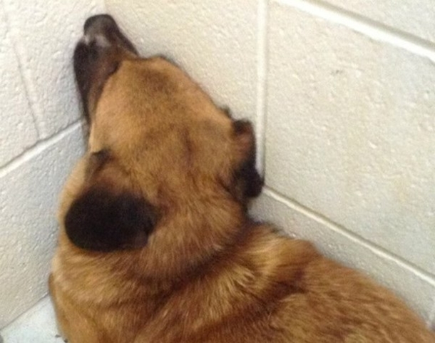This Dog Was Unwanted And Without Love...Until A Facebook Post Changed Everything - picture 2