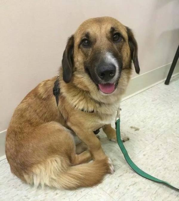 This Dog Was Unwanted And Without Love...Until A Facebook Post Changed Everything - picture 3