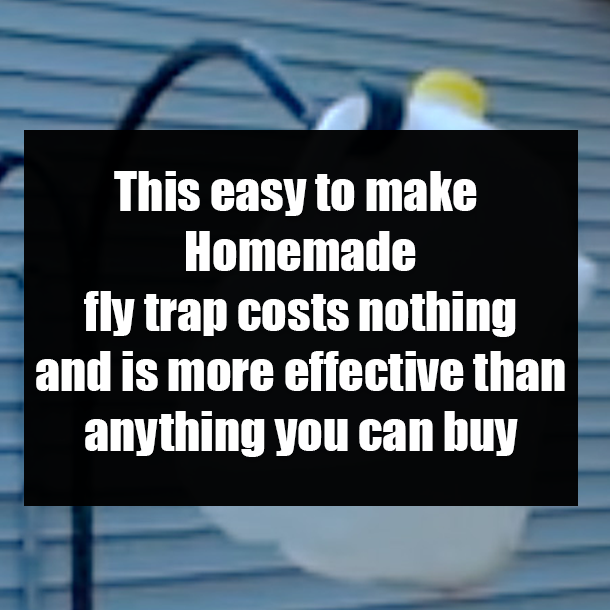 This easy to make Homemade fly trap costs nothing and is more effective than anything you can buy