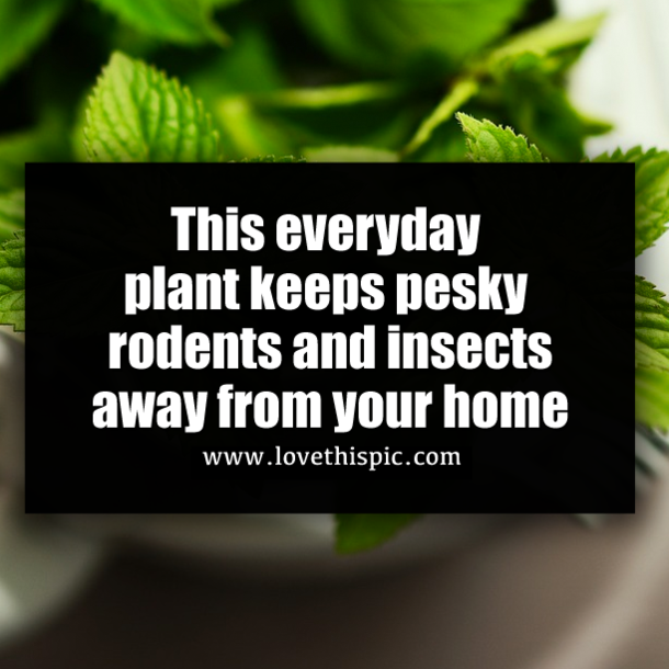 This everyday plant keeps pesky rodents and insects away from your home