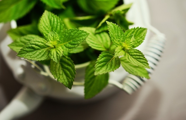 This everyday plant keeps pesky rodents and insects away from your home - picture 2