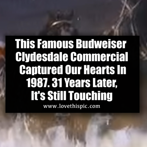 This Famous Budweiser Clydesdale Commercial Captured Our Hearts In 1987. 31 Years Later, It's Still Touching