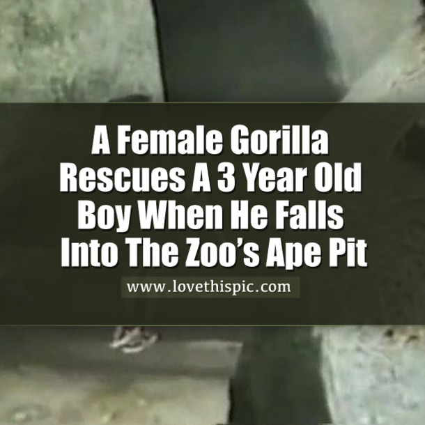 This Female Gorilla Rescued A 3 Year Old Boy When He Fell Into The Zoo’s Ape Pit... This Is Amazing!