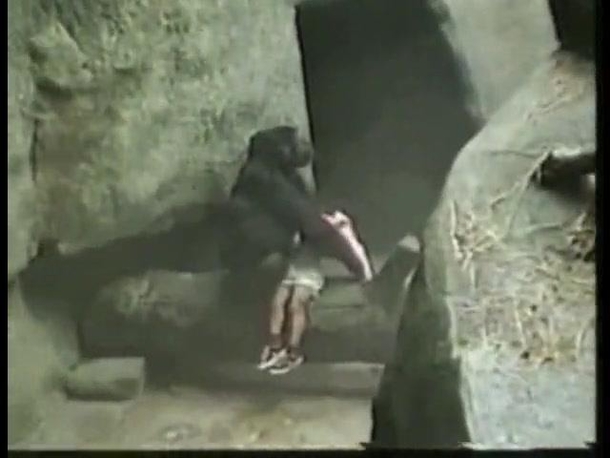 This Female Gorilla Rescued A 3 Year Old Boy When He Fell Into The Zoo’s Ape Pit... This Is Amazing! - picture 2