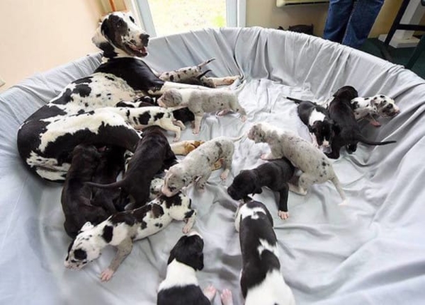 This Great Dane Was Pregnant But They Didn't Ever Expect This To Happen! - picture 2