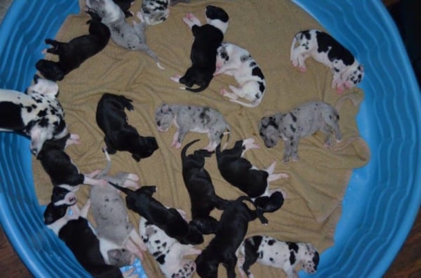 This Great Dane Was Pregnant But They Didn't Ever Expect This To Happen! - picture 3