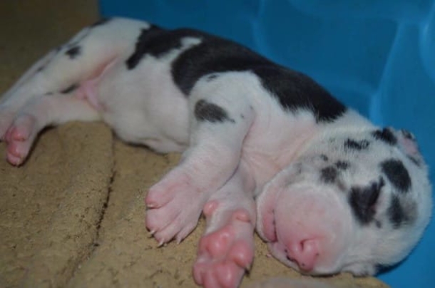 This Great Dane Was Pregnant But They Didn't Ever Expect This To Happen! - picture 4