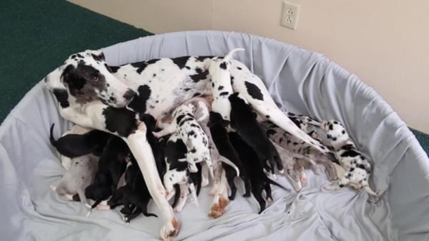 This Great Dane Was Pregnant But They Didn't Ever Expect This To Happen! - picture 5