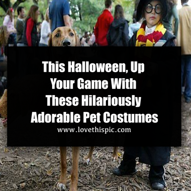 This Halloween, Up Your Game With These Hilariously Adorable Pet Costumes