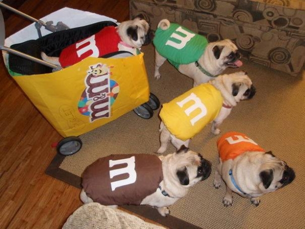 This Halloween, Up Your Game With These Hilariously Adorable Pet Costumes - picture 10