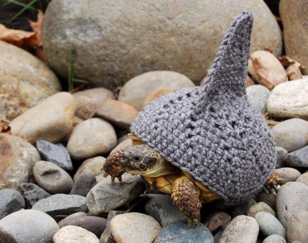This Halloween, Up Your Game With These Hilariously Adorable Pet Costumes - picture 11