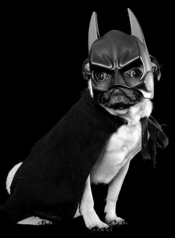 This Halloween, Up Your Game With These Hilariously Adorable Pet Costumes - picture 12