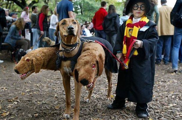 This Halloween, Up Your Game With These Hilariously Adorable Pet Costumes - picture 13