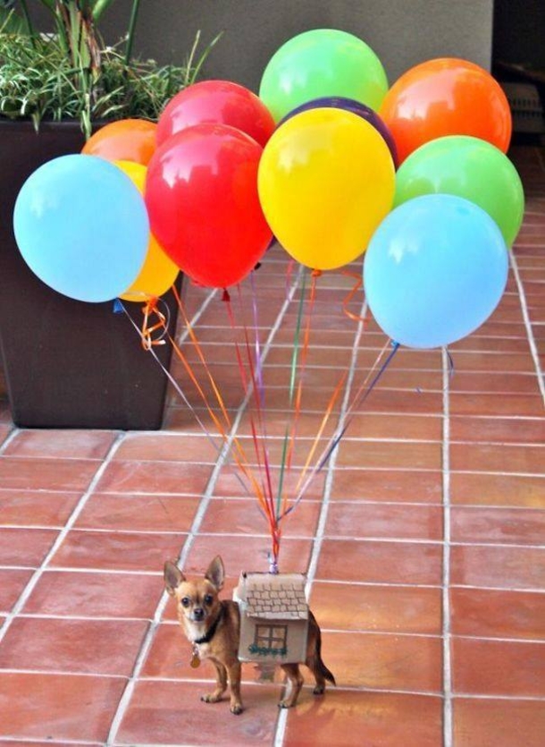 This Halloween, Up Your Game With These Hilariously Adorable Pet Costumes - picture 14