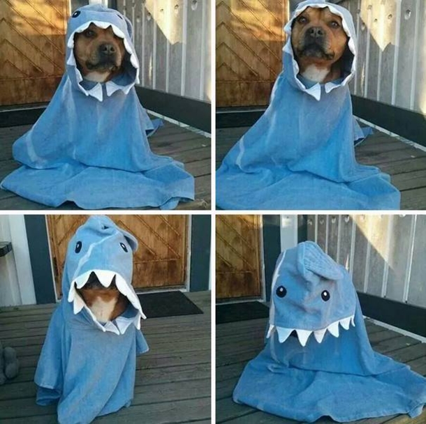 This Halloween, Up Your Game With These Hilariously Adorable Pet Costumes - picture 16