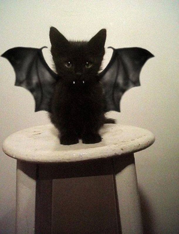 This Halloween, Up Your Game With These Hilariously Adorable Pet Costumes - picture 2