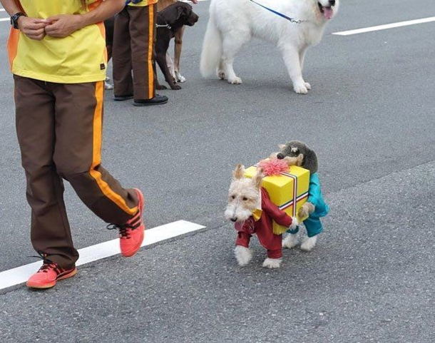 This Halloween, Up Your Game With These Hilariously Adorable Pet Costumes - picture 4