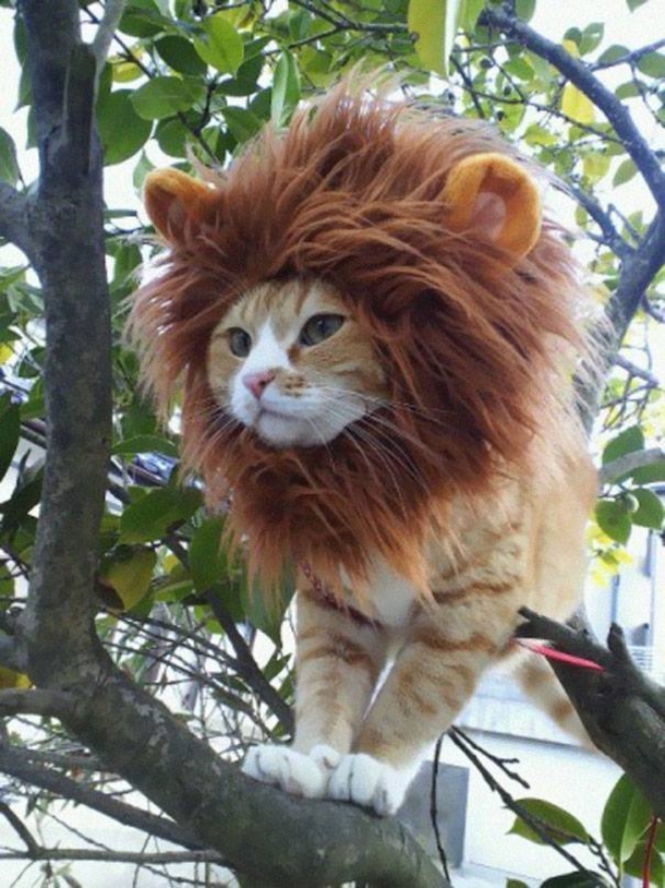 This Halloween, Up Your Game With These Hilariously Adorable Pet Costumes - picture 5