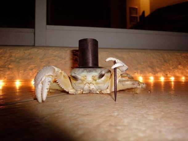 This Halloween, Up Your Game With These Hilariously Adorable Pet Costumes - picture 6
