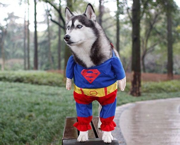 This Halloween, Up Your Game With These Hilariously Adorable Pet Costumes - picture 7