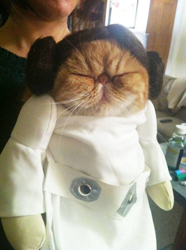 This Halloween, Up Your Game With These Hilariously Adorable Pet Costumes - picture 9