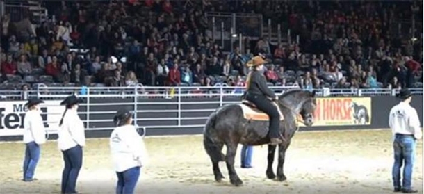 This Horse Doesn’t Move A Muscle Until Achy Breaky Heart Comes On - picture 2