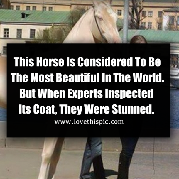 This Horse Is Considered To Be The Most Beautiful In The World. But When Experts Inspected Its Coat, They Were Stunned.
