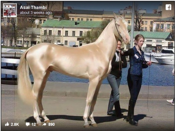 This Horse Is Considered To Be The Most Beautiful In The World. But When Experts Inspected Its Coat, They Were Stunned. - picture 2
