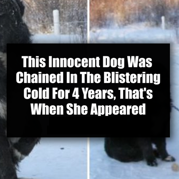 This Innocent Dog Was Chained In The Blistering Cold For 4 Years, That's When She Appeared