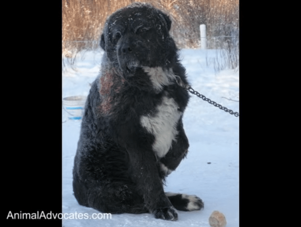 This Innocent Dog Was Chained In The Blistering Cold For 4 Years, That's When She Appeared - picture 2