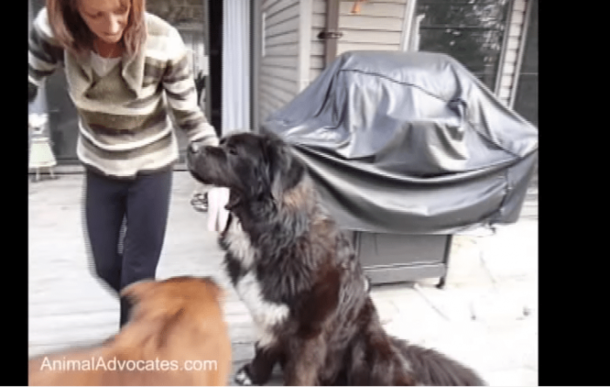 This Innocent Dog Was Chained In The Blistering Cold For 4 Years, That's When She Appeared - picture 4