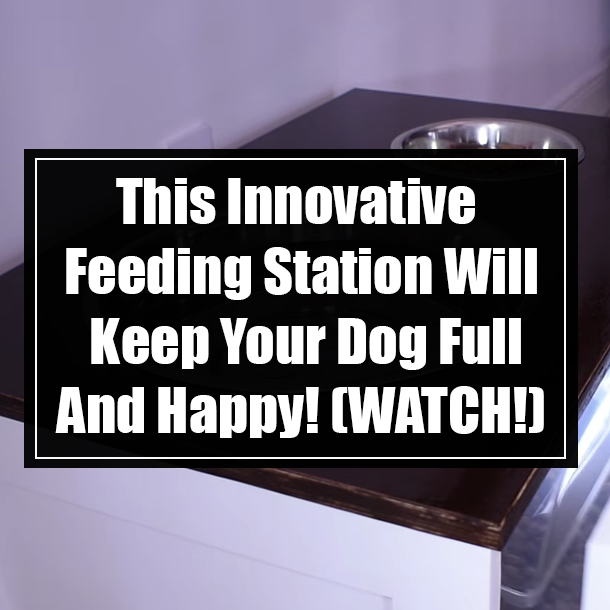 This Innovative Feeding Station Will Keep Your Dog Full And Happy! (WATCH!)