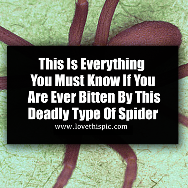 This Is Everything You Must Know If You Are Ever Bitten By This Deadly Type Of Spider