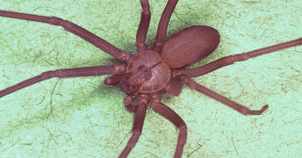 This Is Everything You Must Know If You Are Ever Bitten By This Deadly Type Of Spider - picture 2