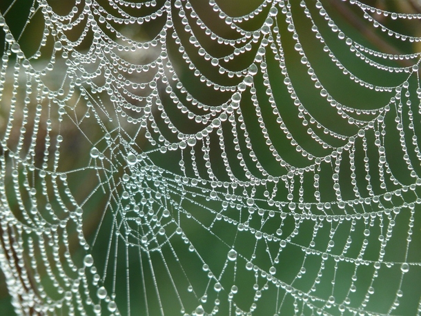 This Is Everything You Must Know If You Are Ever Bitten By This Deadly Type Of Spider - picture 3