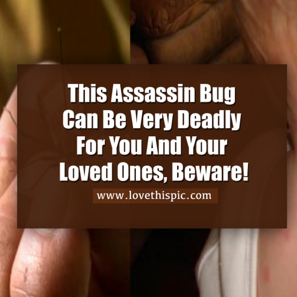 This Is No Ordinary Bug. If You See One, You Need To Do THIS Immediately...