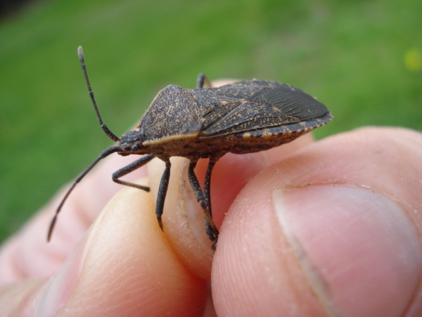 This Is No Ordinary Bug. If You See One, You Need To Do THIS Immediately... - picture 2