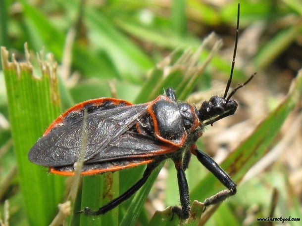 This Is No Ordinary Bug. If You See One, You Need To Do THIS Immediately... - picture 3