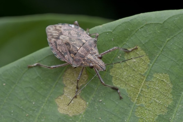 This Is No Ordinary Bug. If You See One, You Need To Do THIS Immediately... - picture 4