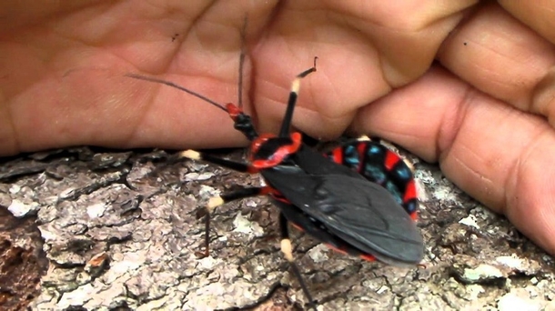 This Is No Ordinary Bug. If You See One, You Need To Do THIS Immediately... - picture 5